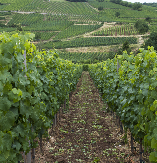 Vineyards near Witzenheim