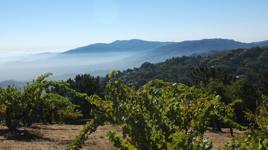 California Monte Bello Vineyards